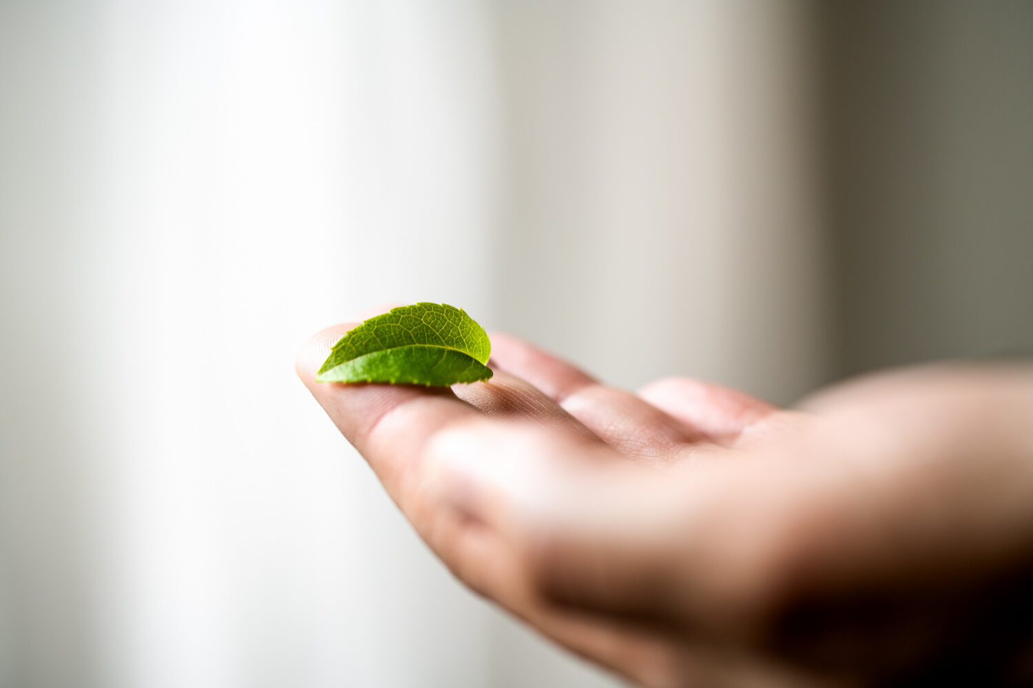 Nicole Forrai junges Blatt auf der Hand