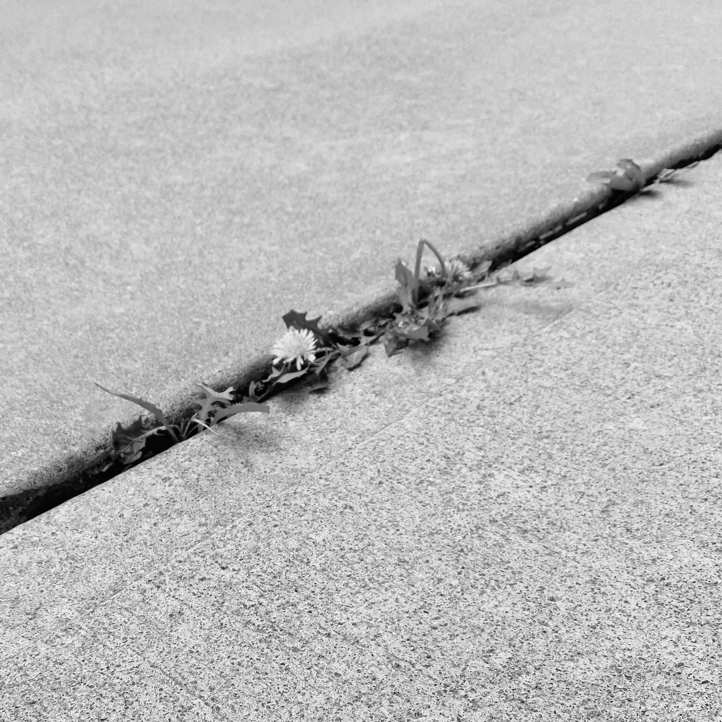 Löwenzahn Asphalt Spalt